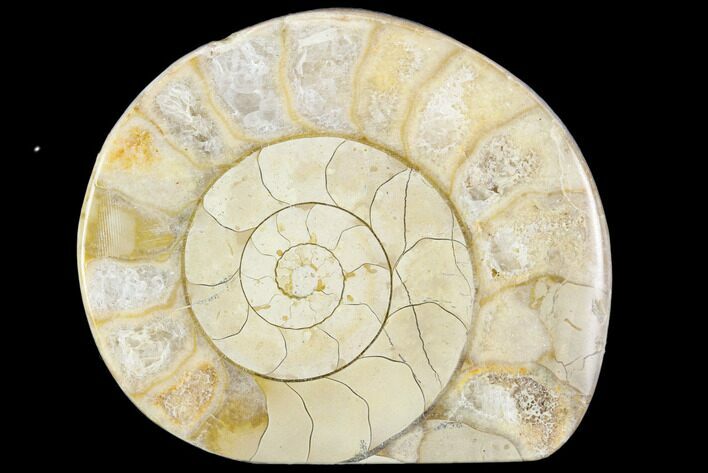 Polished Ammonite (Hildoceras) Fossil - England #103998